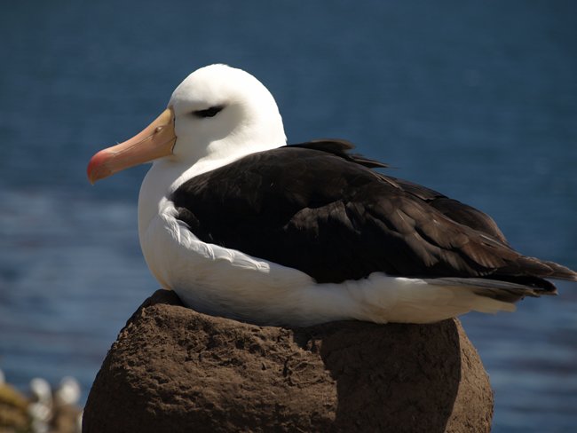 ../../Pictures/241209/067 blackbrowded Albatross.JPG